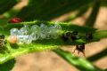Solenosthedium bilunatum
